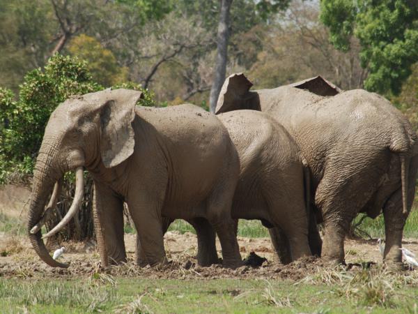 Zakouma National Park